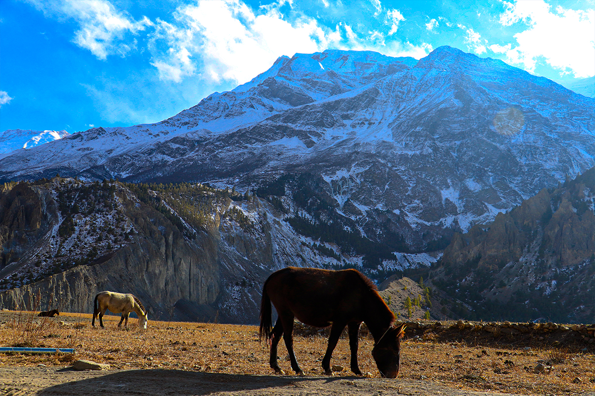 Horses at Manang Village